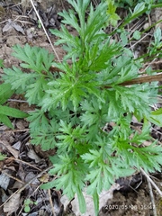 Artemisia vulgaris