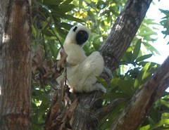 Propithecus deckenii