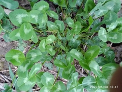 Trifolium repens