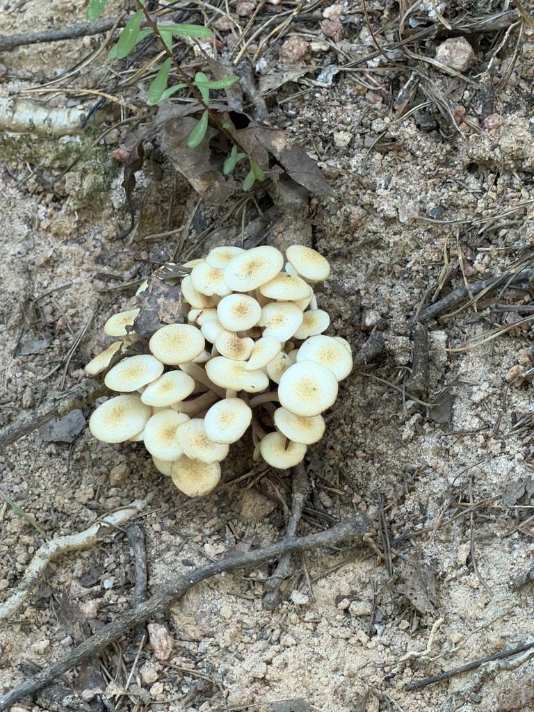 Ringless Honey Mushroom · August 2026 · photo: Photo: (c) novvictan, some rights reserved (CC BY) · iNaturalist
