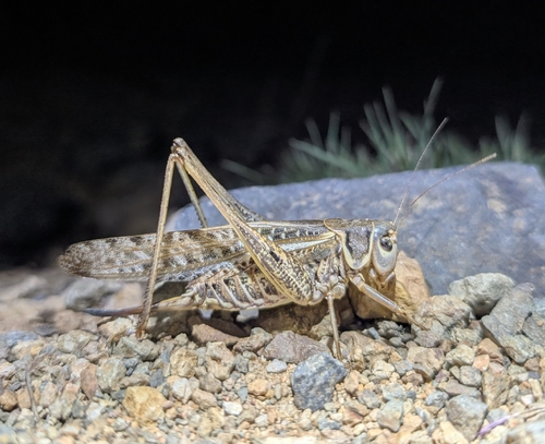 White-faced Bush-cricket