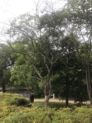 Cercis canadensis texensis