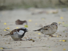 Passer domesticus
