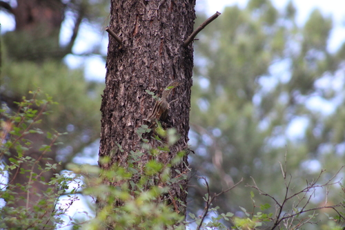 Gray-collared Chipmunk observed by galecyon