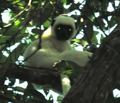 Propithecus deckenii