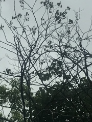 Cercis canadensis texensis