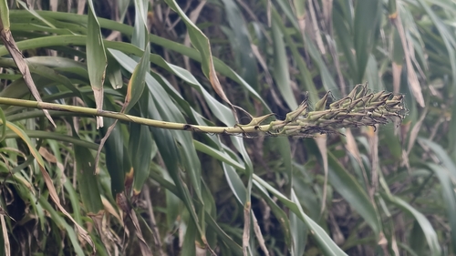 Pitcairnia flammea