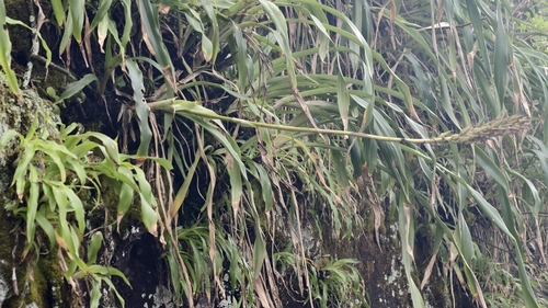 Pitcairnia flammea, photograph 2