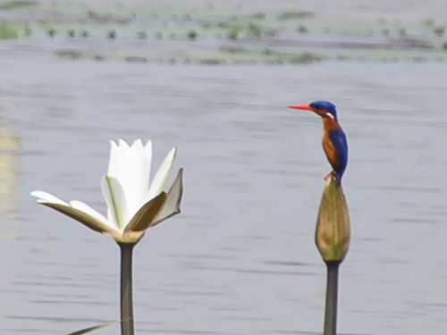 iNaturalist image