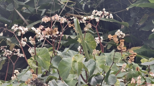Begonia sanguinea