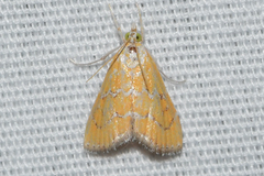 Xanthophysa psychicalis