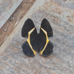 Notheme erota angellus