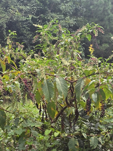 American pokeweed
