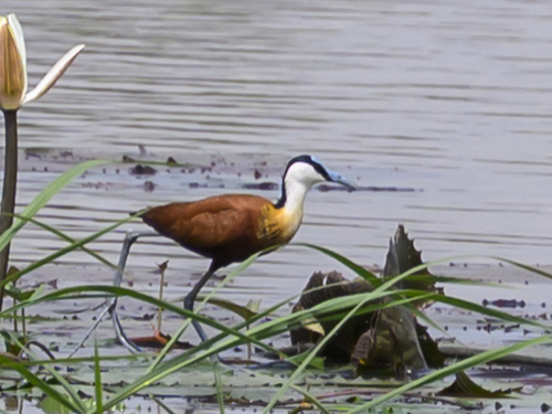 iNaturalist image