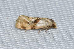 Gynnidomorpha romonana