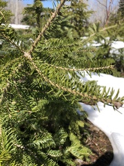 Abies balsamea image