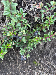 Gaultheria myrsinoides, photograph (c) reagan peschke, some rights reserved (CC BY)