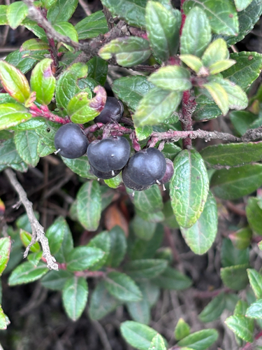 Gaultheria myrsinoides, photograph 5