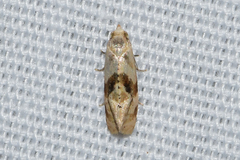 Gynnidomorpha romonana