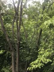 Cercis canadensis texensis