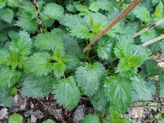 Urtica dioica