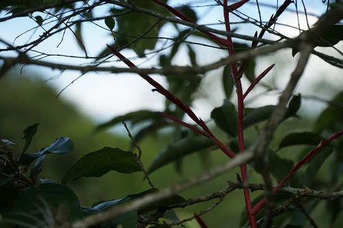 Tillandsia elongata, photograph 5