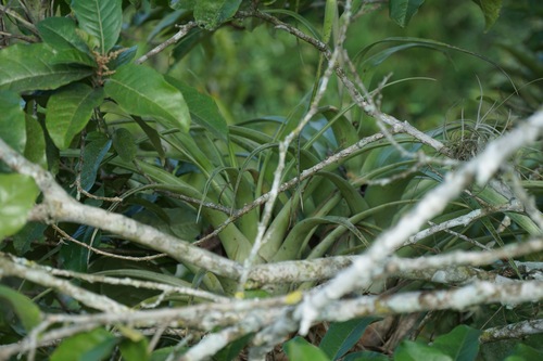 Tillandsia elongata, photograph 6