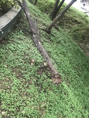 Cercis canadensis texensis