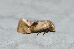 Gynnidomorpha romonana