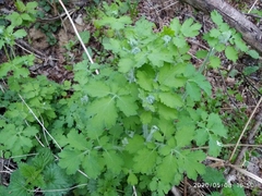 Chelidonium majus