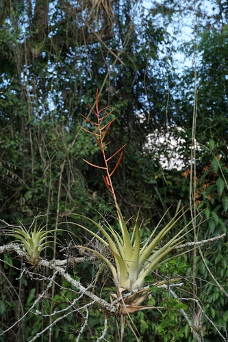 Tillandsia elongata, photograph 1