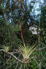 Tillandsia elongata