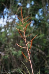 (c) Connor Connolly-Moyls, some rights reserved (CC BY) Tillandsia elongata, photograph (c) Connor Connolly-Moyls, some rights reserved (CC BY)