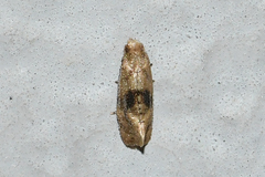 Gynnidomorpha romonana