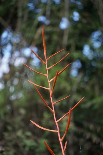 Tillandsia elongata, photograph 3
