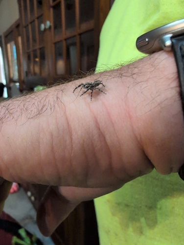 Tan Jumping Spider