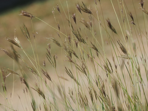 Dichanthium annulatum