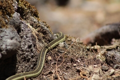Thamnophis errans