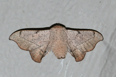 Cicinnus melsheimeri