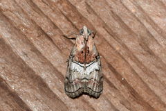 Pococera maritimalis