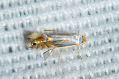 Phyllonorycter albanotella