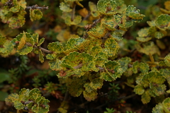 Melampsoridium betulinum