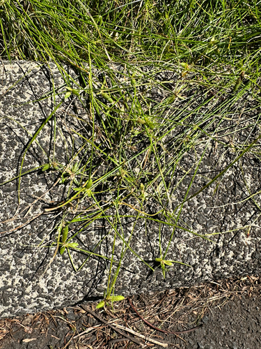Cyperus gracilis observed 2026-08-30