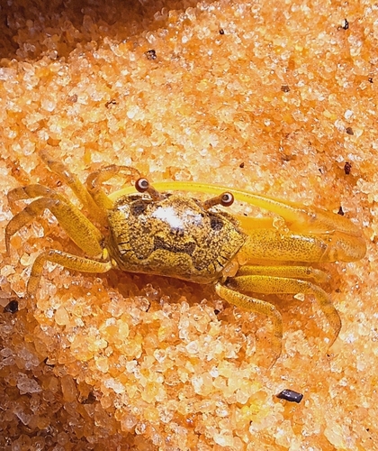 Thin-fingered Fiddler Crab