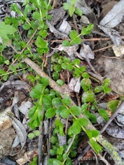 Lysimachia nummularia