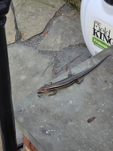 Broad-headed Skink observed by sandybrown13
