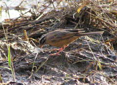 Emberiza goslingi