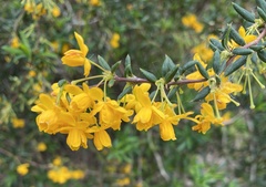 Berberis × stenophylla