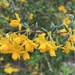 Berberis × stenophylla - Photo (c) parnyboy, algunos derechos reservados (CC BY-NC)