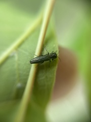 Agrilus angustulus